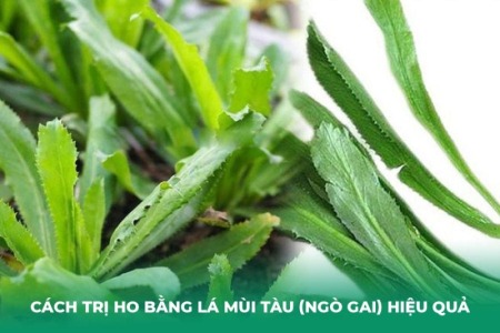4 Cách Trị Ho Bằng Lá Mùi Tàu (Ngò Gai) Hiệu Quả Tại Nhà