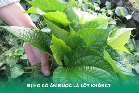 Bị Ho Có Ăn Được Lá Lốt Không?