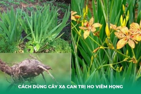 Cách Dùng Cây Xạ Can Trị Ho Viêm Họng Hiệu Quả, An Toàn