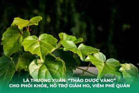 Lá Thường Xuân: “Thảo Dược Vàng” Cho Phổi Khỏe, Hỗ Trợ Giảm Ho, Viêm Phế Quản
