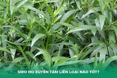 Siro Ho Xuyên Tâm Liên Loại Nào Tốt? Đánh Giá Top Sản Phẩm Uy Tín