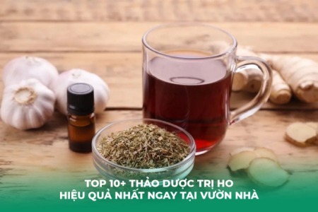 Top 10+ Thảo Dược Trị Ho Hiệu Quả Nhất Ngay Tại Vườn Nhà