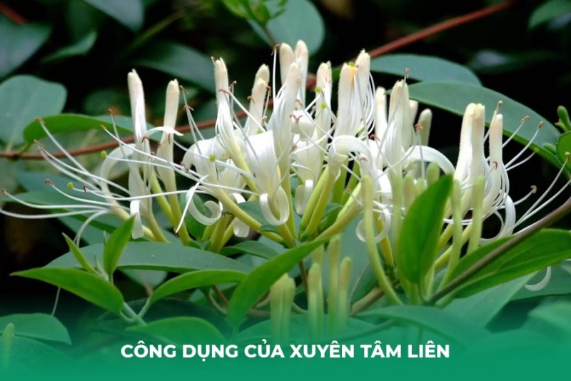 3 Bài Thuốc Trị Ho Từ Xuyên Tâm Liên An Toàn Và Hiệu Quả