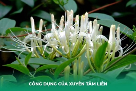 3 Bài Thuốc Trị Ho Từ Xuyên Tâm Liên An Toàn Và Hiệu Quả