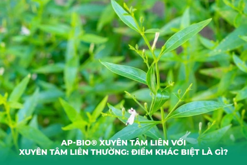 AP-Bio® Xuyên Tâm Liên với Xuyên Tâm Liên Thường: Điểm Khác Biệt Là Gì?