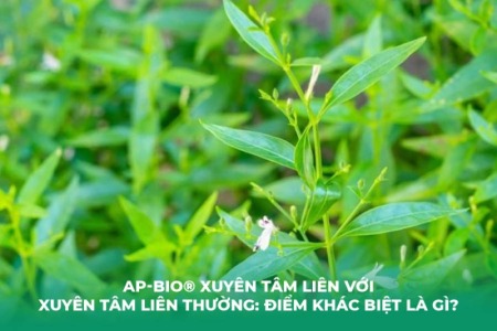 AP-Bio® Xuyên Tâm Liên với Xuyên Tâm Liên Thường: Điểm Khác Biệt Là Gì?