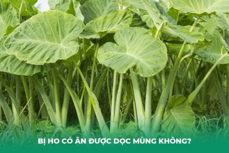 Bị Ho Có Ăn Được Dọc Mùng Không? Lợi - Hại Cách Ăn An Toàn