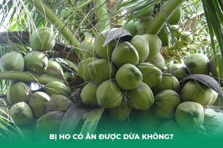 Bị Ho Có Ăn Được Dừa Không? Nước Dừa, Cùi Dừa và Nước Cốt Dừa Loại Nào Ăn Được?