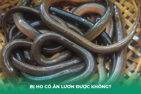 Bị Ho Có Ăn Lươn Được Không? Các Cách Chế Biến Lươn Cho Người Bị Ho