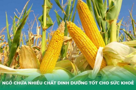 Bị Ho Có Ăn Ngô Được Không?