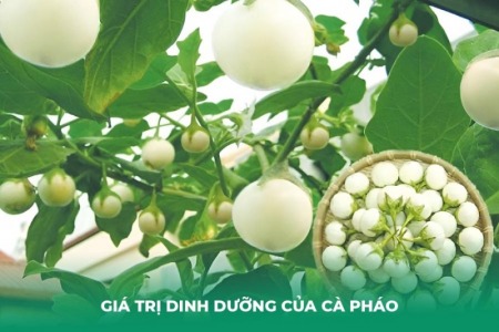 Bị Ho Có Nên Ăn Cà Pháo Không? Giải Đáp Chi Tiết Từ Dược Sĩ