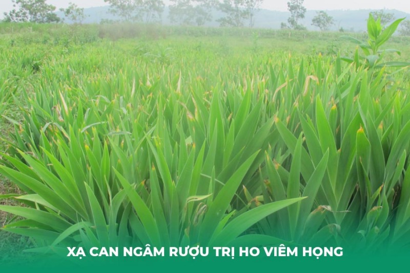 Hướng Dẫn Cách Làm Xạ Can Ngâm Rượu Trị Ho Viêm Họng An Toàn