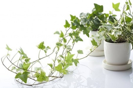 Lá Thường Xuân (Hedera Helix) đối với các vấn đề về hô hấp và bệnh ho ở người