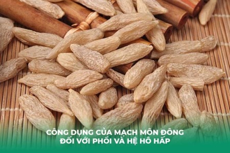 Mạch Môn Đông: “Thần Dược” Nhuận Phế, Trị Ho Khan và Bảo Vệ Phổi