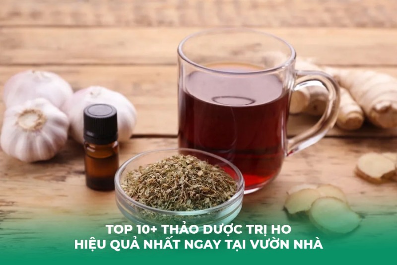 Top 10+ Thảo Dược Trị Ho Hiệu Quả Nhất Ngay Tại Vườn Nhà