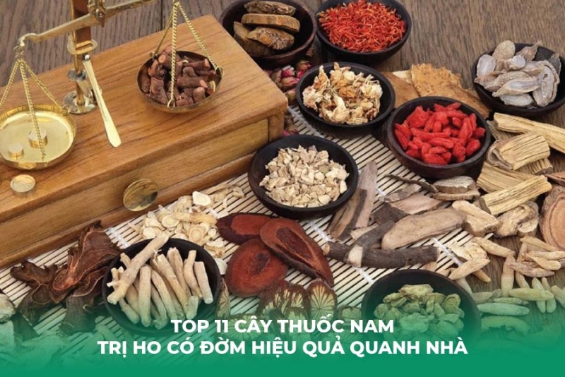 Top 11 Cây Thuốc Nam Trị Ho Có Đờm Hiệu Quả Quanh Nhà