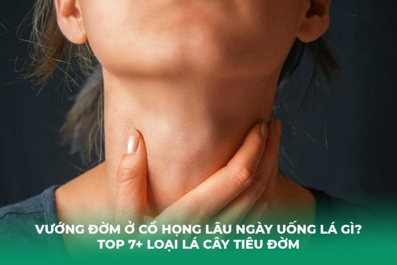 Vướng Đờm Ở Cổ Họng Lâu Ngày Uống Lá Gì? Top 7+ Loại Lá Cây Tiêu Đờm