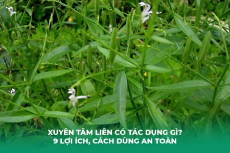Xuyên Tâm Liên Có Tác Dụng Gì? 9 Lợi Ích, Cách Dùng An Toàn và Cảnh Báo Quan Trọng