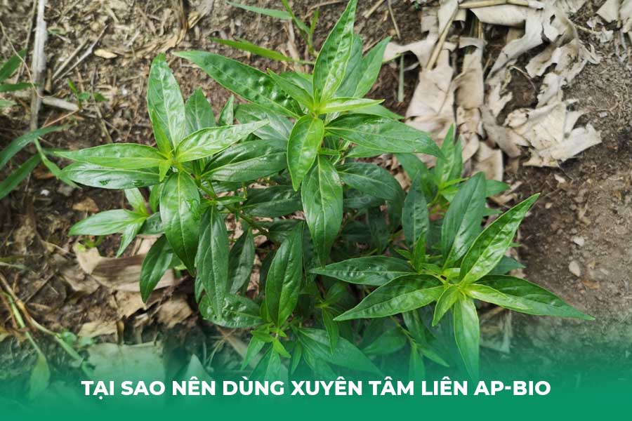 Tại sao nên dùng Xuyên tâm liên AP-Bio