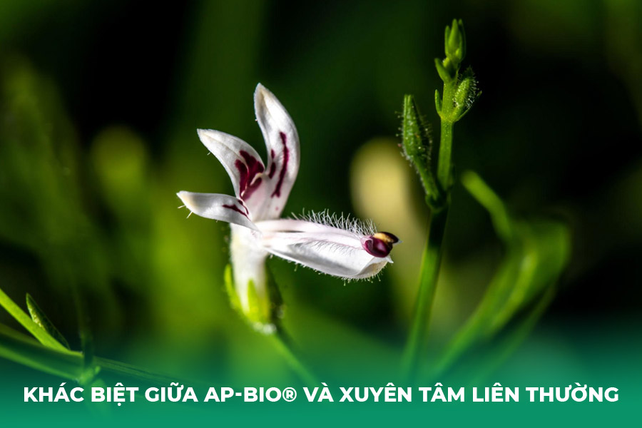 Sự Khác Biệt Giữa AP-Bio® và Xuyên Tâm Liên Thường