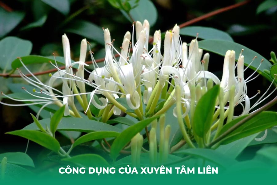 Công dụng của Xuyên Tâm Liên