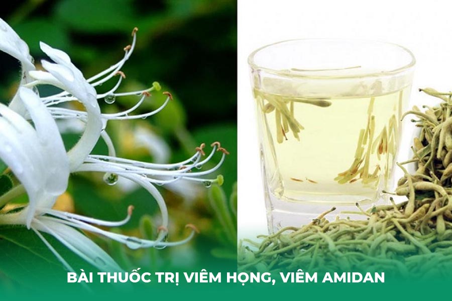 Bài thuốc trị viêm họng, viêm Amidan