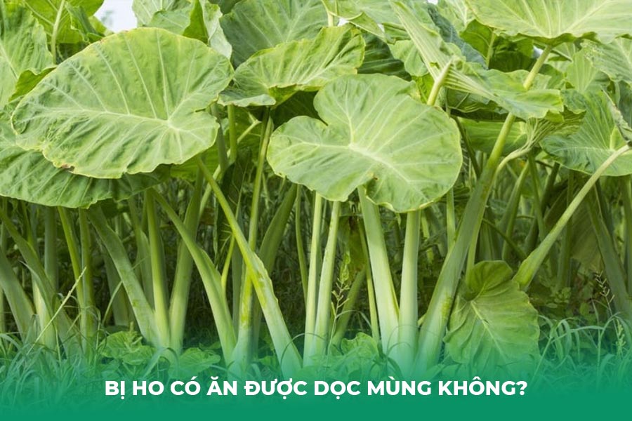 Bị Ho Có Ăn Được Dọc Mùng Không?
