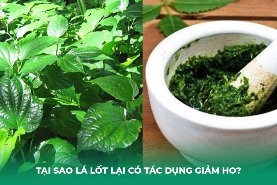 Tại Sao Lá Lốt Lại Có Tác Dụng Giảm Ho?