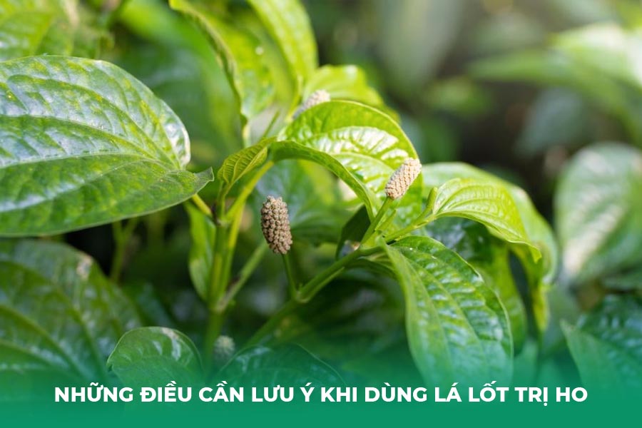 Những Điều Cần Lưu Ý Khi Dùng Lá Lốt Trị Ho