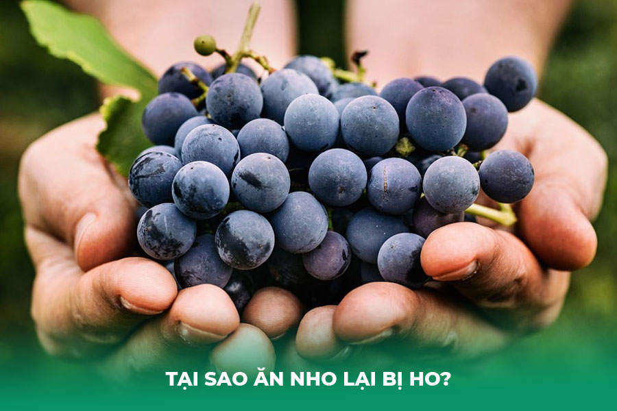 Tại Sao Ăn Nho Lại Bị Ho?