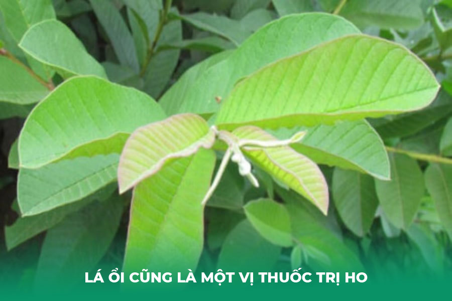 Lá Ổi Cũng Là Một Vị Thuốc Trị Ho