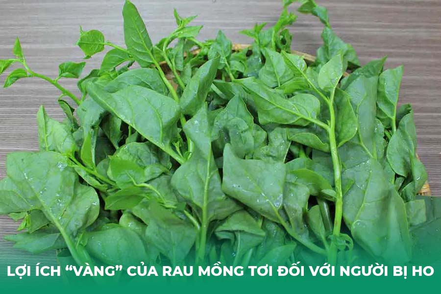 Lợi ích “vàng” của rau mồng tơi đối với người bị ho
