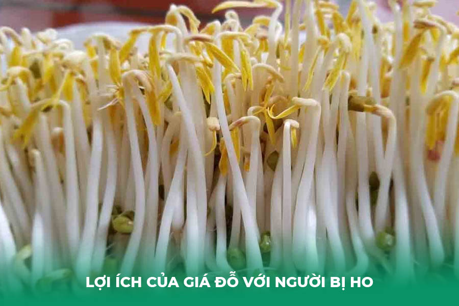 Lợi Ích Của Giá Đỗ Với Người Bị Ho