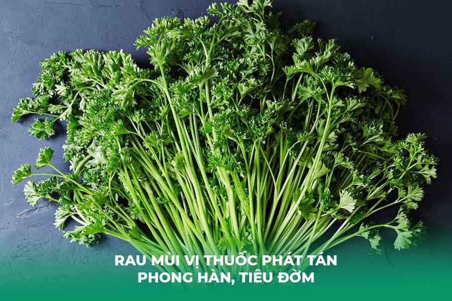 Rau mùi Vị Thuốc Phát Tán Phong Hàn, Tiêu Đờm
