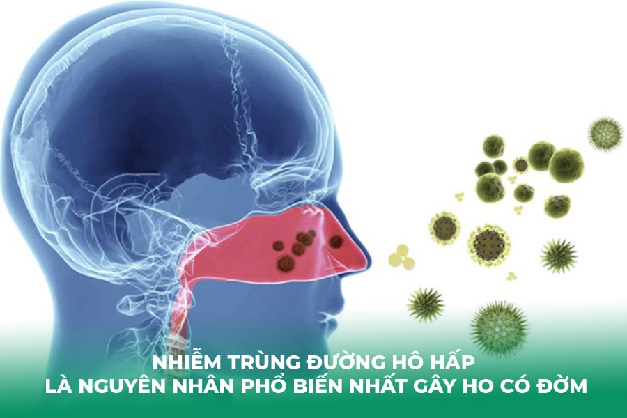 Nhiễm trùng đường hô hấp là nguyên nhân phổ biến nhất gây ho có đờm