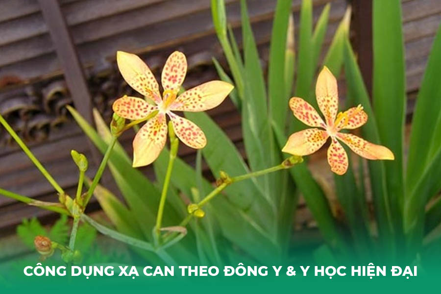Công dụng xạ can theo Đông y & y học hiện đại