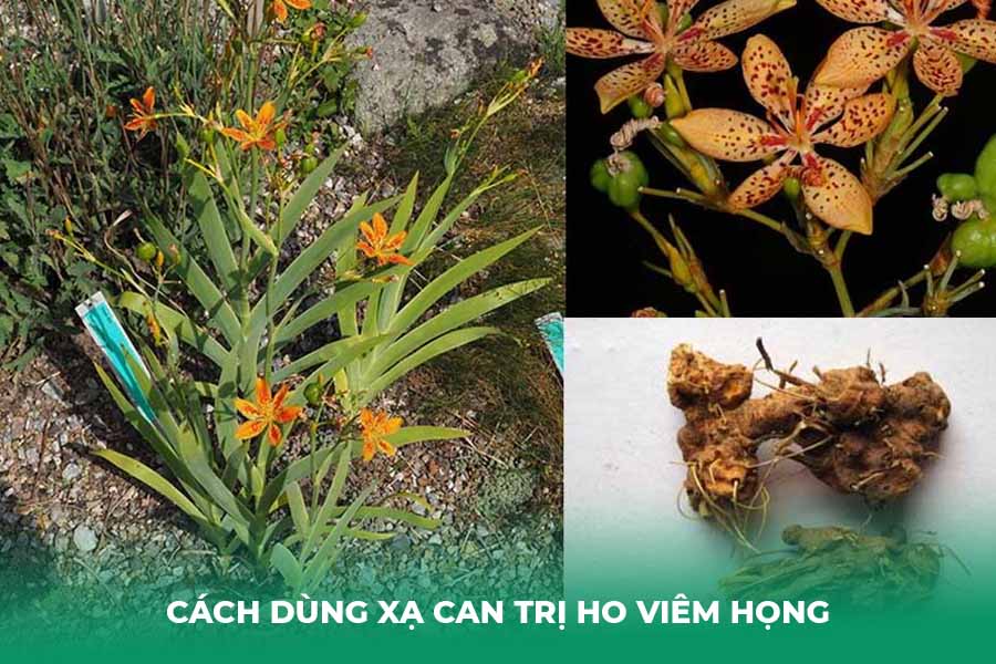 Cách dùng xạ can trị ho viêm họng