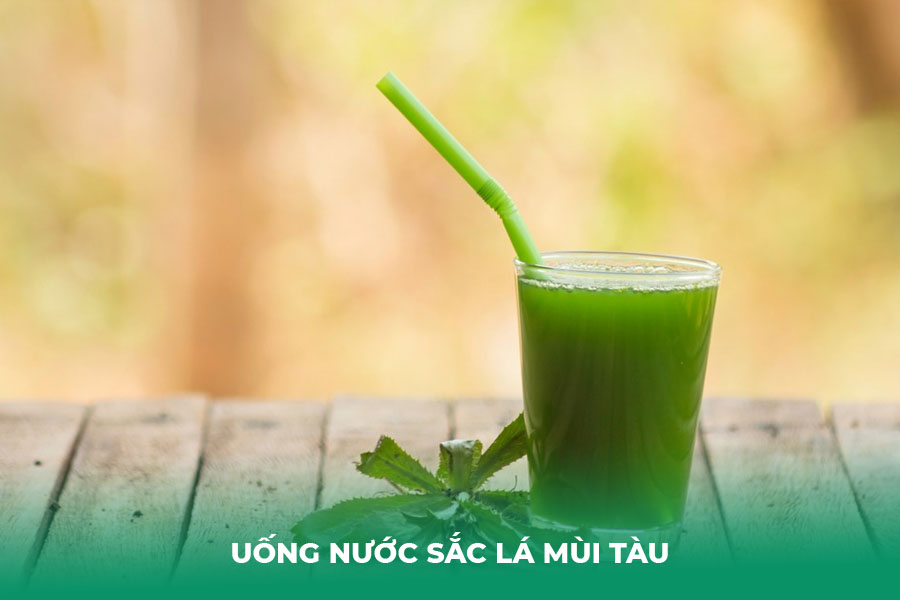Uống Nước Sắc Lá Mùi Tàu