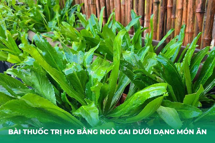 bài thuốc trị ho bằng ngò gai dưới dạng món ăn