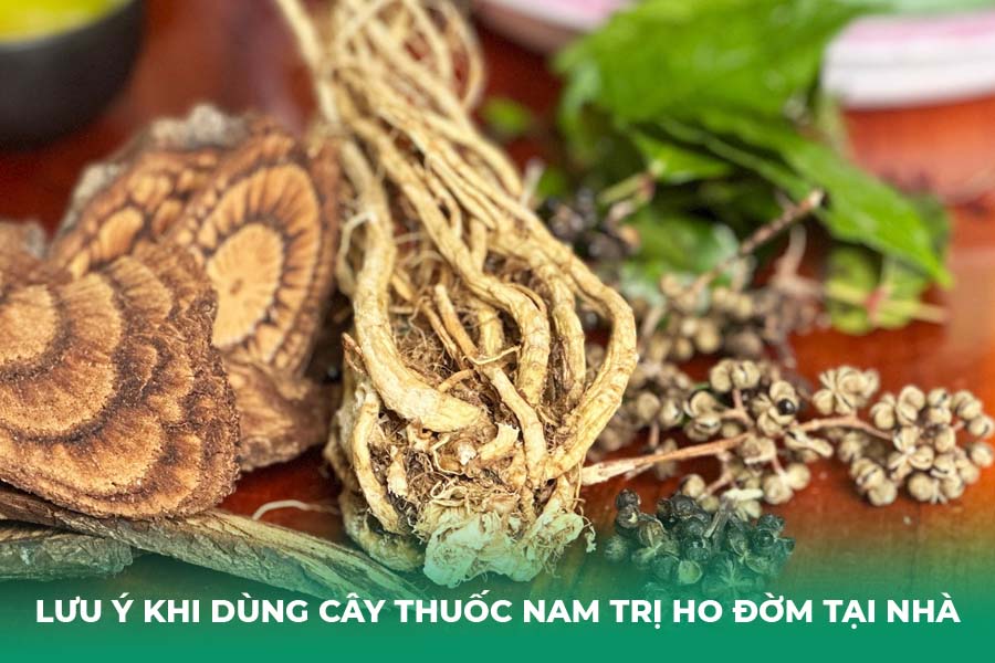 Lưu ý khi dùng cây thuốc nam trị ho đờm tại nhà