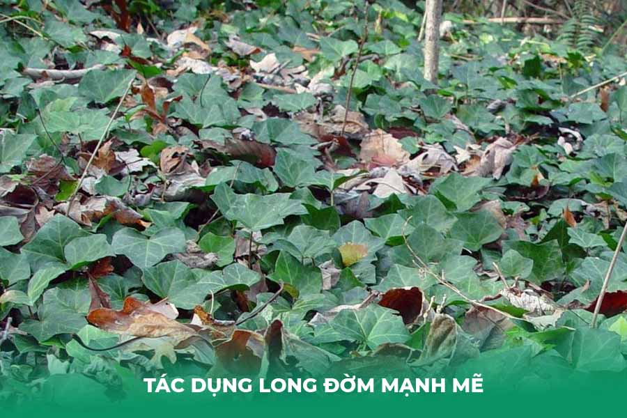 Tác Dụng Long Đờm Mạnh Mẽ