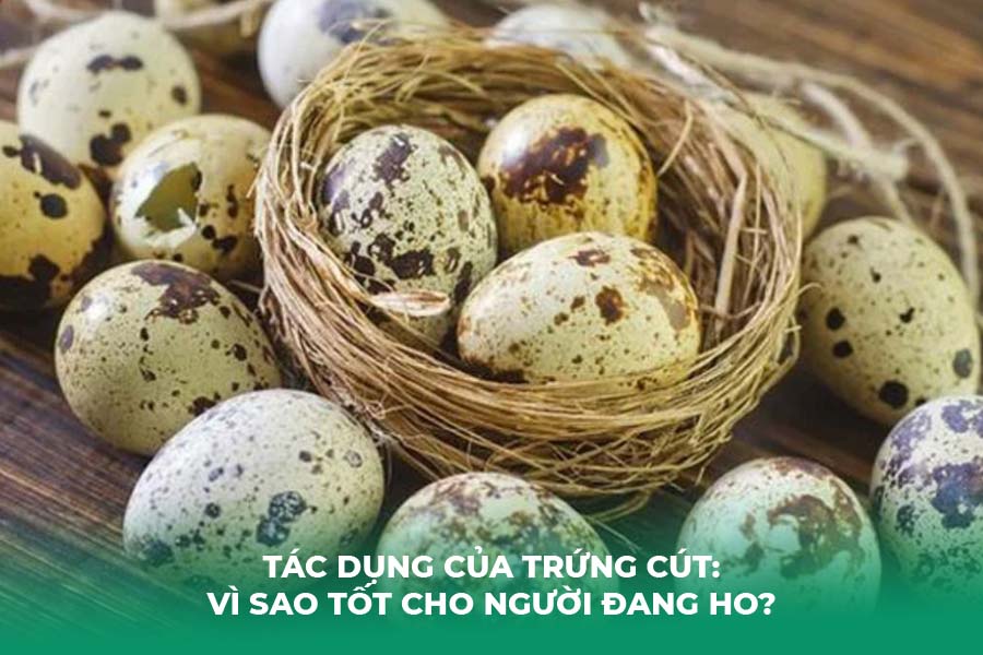 Tác dụng của trứng cút: vì sao tốt cho người đang ho?