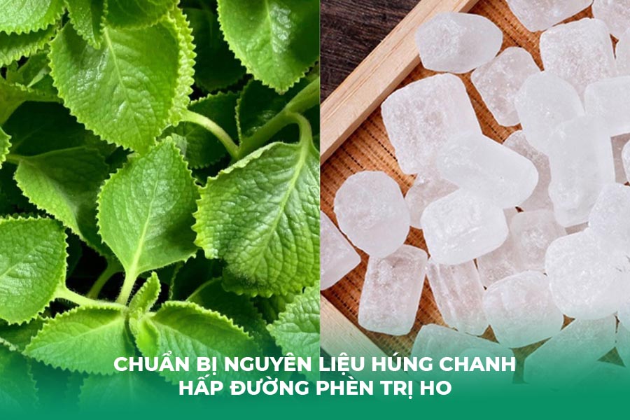 Chuẩn Bị Nguyên Liệu húng chanh hấp đường phèn trị ho