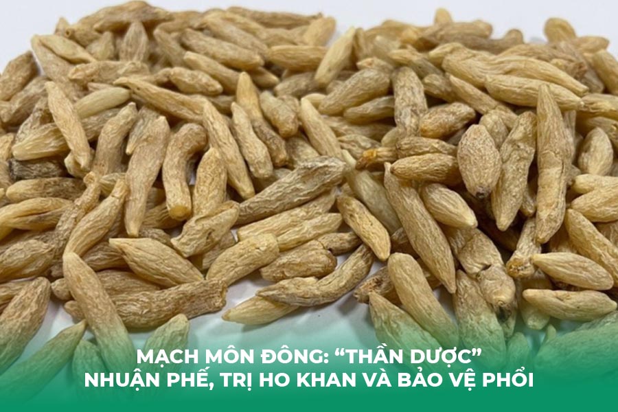 Mạch Môn Đông: “Thần Dược” Nhuận Phế, Trị Ho Khan và Bảo Vệ Phổi