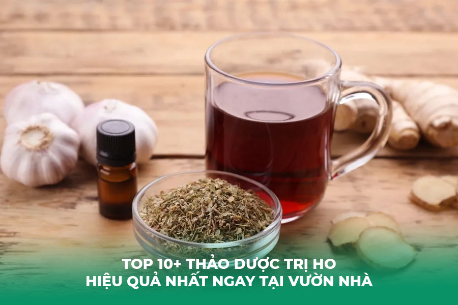 Top 10+ Thảo Dược Trị Ho Hiệu Quả Nhất Ngay Tại Vườn Nhà