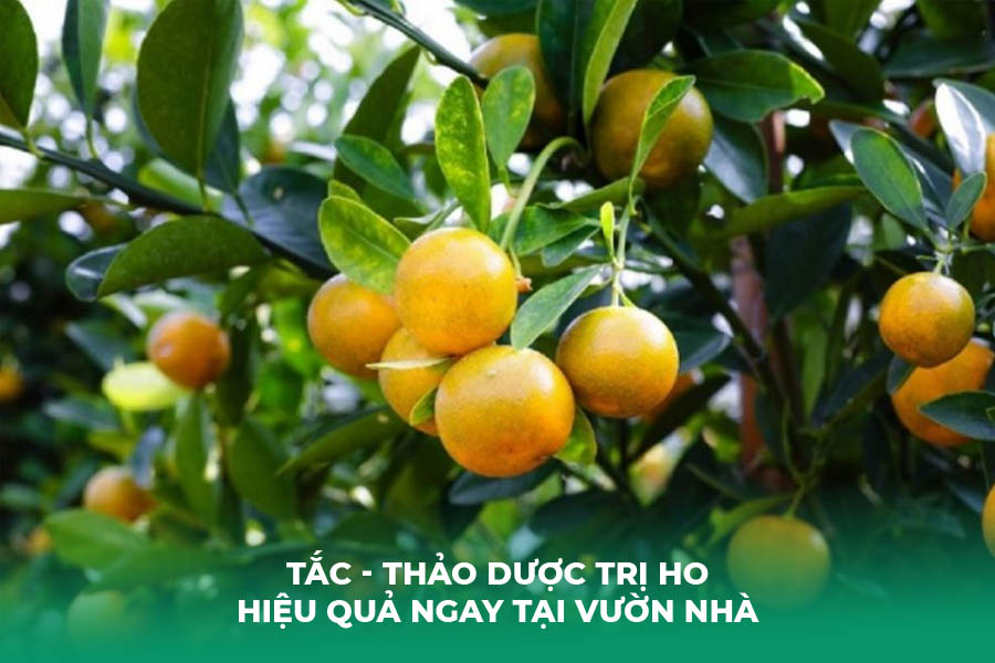 Tắc là thảo dược trị ho