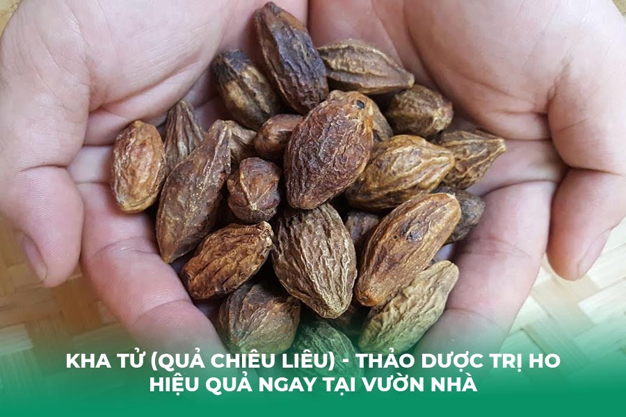 Kha Tử (Quả Chiêu Liêu)