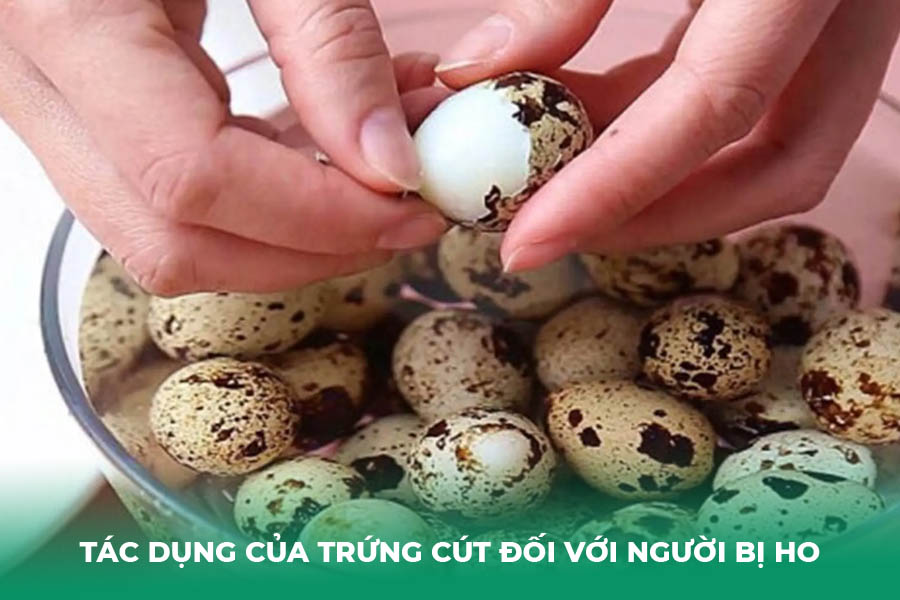 Tác dụng của trứng cút đối với người bị ho