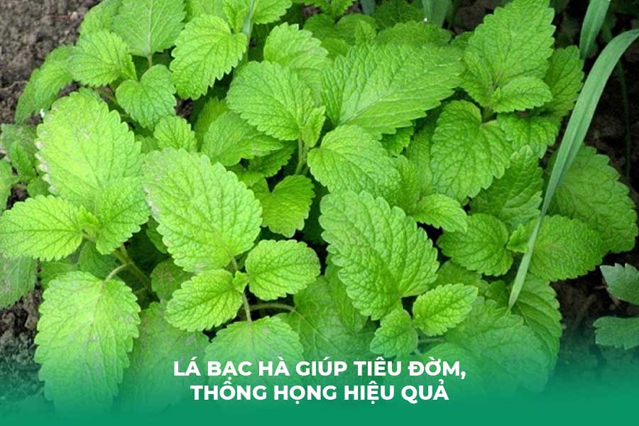 Lá bạc hà Giúp Tiêu Đờm, Thông Họng Hiệu Quả