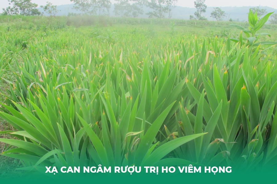 Xạ can ngâm rượu trị ho viêm họng